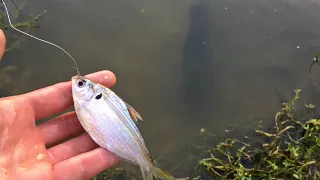 Feeding the Bass Live Shad!