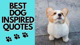 Best Dog Inspired Quotes - Motivational and Inspirational Thoughts