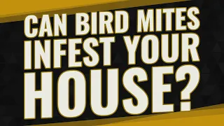 Can bird mites infest your house?