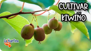 How to Plant KIWIÑO or MINI KIWI - Kiwiberry Cultivation || Toni's Garden