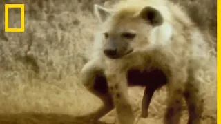 L'étrange clitoris de la hyène tachetée