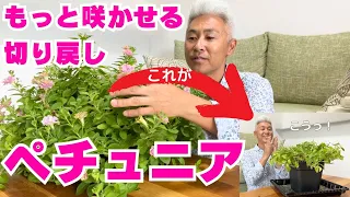 ペチュニアをさらに咲かせるリフレッシュ切り戻し！