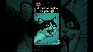 Mushuklar haqida haqiqat