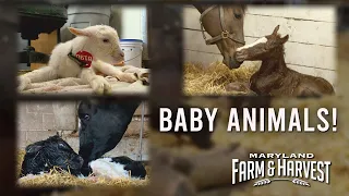 Watch Baby Animals be Born!  |  MD F&H