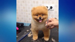 Pomeranian bath | Pomeranian grooming| Pomeranian haircut Compilation #3