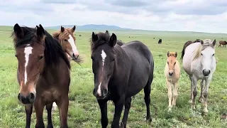 Карась и его косяк , 🐎🐎🐎 май 2024 год #айгыр #жеребец #жылкы #коневодство #лошади #кони #