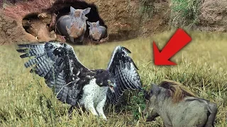 Eagle Catches & Fights Baby Warthog | Wild Animals Attacks - Wild Animal Fights Caught On Camera