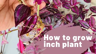 How to grow inch plant by cuttings | wandering Jew | easiest plant to grow 💜