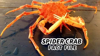 Spider Crab Facts: a TRUE CRAB 🦀 Animal Fact Files