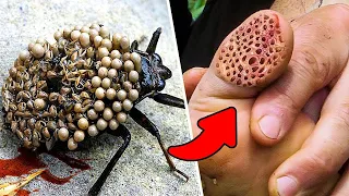 8 Insectos Mas Letales y Peligrosos del Mundo