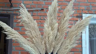 Окрашеный осветленный тростник пампасная трава сухоцветы. Декор пампасной травой