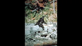 Bigfoot Patterson Gimlin