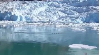 Gigantic Dragon Sea Monster Filmed By Tourists In Alaska