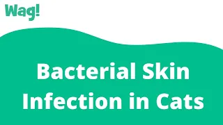 Bacterial Skin Infection in Cats | Wag!