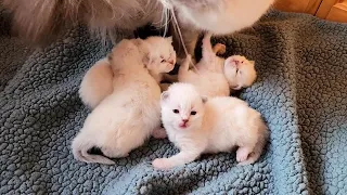 Baby Kittens 2 Weeks Old ❤️😍❤️ #kittens #cute #toocute #mothercat