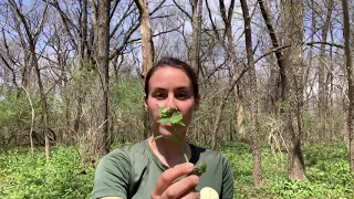 Garlic Mustard - What it is and how to get rid of it