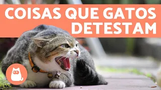 10 COISAS QUE OS GATOS ODEIAM e você deve EVITAR 😾