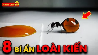 🔥 8 Bí ẩn Ly Kỳ và Thú Vị Về Loài Kiến Mà 99% Bạn Chưa Biết | Kính Lúp TV