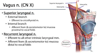 Larynx and Pharynx LO - Laryngeal Neurovasculature