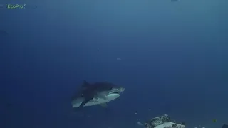 Tiger sharks Maldives