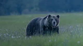 GOLEM je späť!