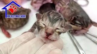 A miracle has came to 5 baby newborn kittens after rescue – God has saved 5 little kittens