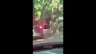 Car stuck in tunnel of giant redwood tree