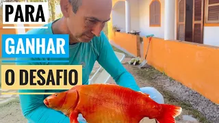 Meu marido está fazendo uma carpa? Ep-70