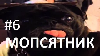 Приколы! подборка СМЕШНОГО видео Мопсов! 2 мин Угара! подборка 2016 Funny Pugs Compilation 2 min