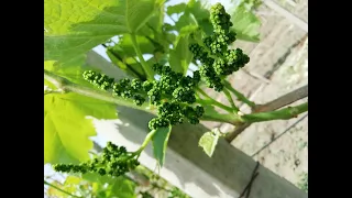 Four year old vine is laden with bunches of grapes