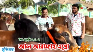 সুঠামদেহের বড় বড় গরু নিয়ে প্রস্তুত আল আরাফা এগ্রো ফার্ম! কোরবানির গরু ২০২৪