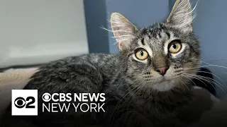 Curtis the cat is looking for a forever home