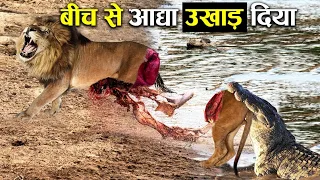 इससे ज्यादा घातक शिकारी कोई नहीं 10 most angry animals ! Lion ! Eal ! Crocodile ! Animal mess