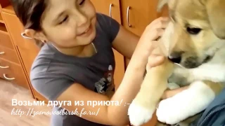 Счастливое усыновление котенка и щенка из приюта Дари добро | Едем домой