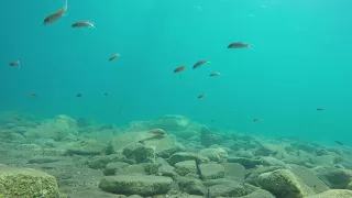 Underwater footage of Lake Tanganyika cichlids