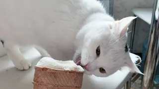 😺are cats allowed to eat ice cream?🍨