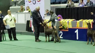 Circuit Show 2020 - Doberman Best of Breed