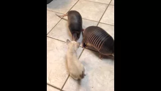 Three baby armadillos meet a kitten