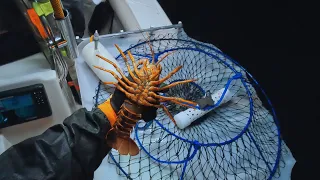 This is the Lobster Fishing video they won't show you!