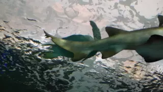 The Tunnel at Ripley's Aquarium, Toronto