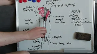 036 | Poziom 2 | Omówienie wałkowania i budowy anatomicznej pasma biodrowo-piszczelowego. ITBS.