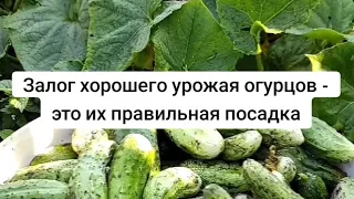 Залог хорошего урожая огурцов - это их правильная посадка