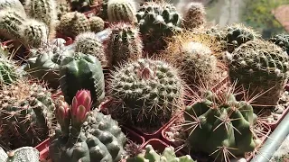 Коллекция кактусов и суккулентов.Обзор на Первомай.Цветение Lobivia, Echinocereus.