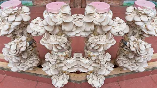 Easy - how to grow oyster mushrooms at home and harvest every day