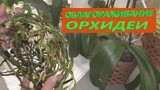 Пересадка и омоложение орхидеи. Фаленопсис в доме.