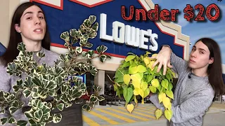 All My Best Big-box & Grocery Store Plant Haul Scores! | Philodendron, Hoya, Scindapsus, Ficus ect.