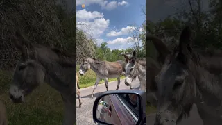 Donkey Sound | Donkey