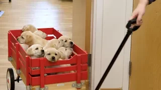 Feel Good Friday - Your Personal Puppy Cam