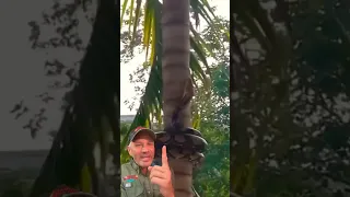 Fantastic Climbing Pythons - Watch Them Scale A Coconut Tree! 🌴 #shorts # animals