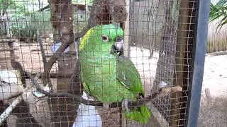 Parrot cries like a baby